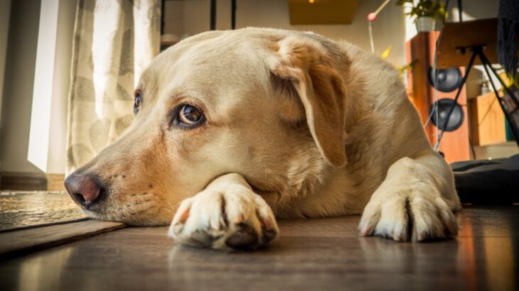 犬も『ふて寝』をする！？3つのサインとふて寝に繋がっている飼い主の行動とは？(ブログ)