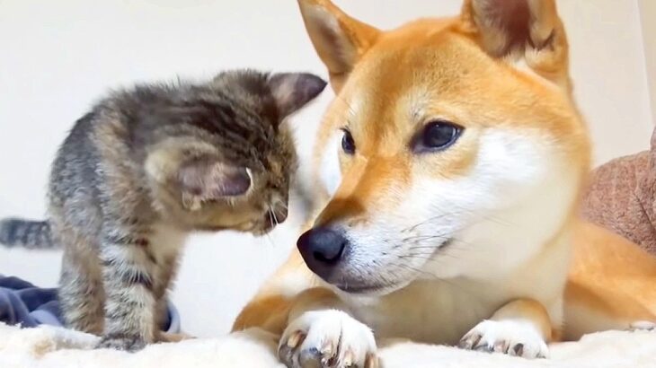 『犬と子猫たち』一緒に住ませてみると…？まるで親子のように見守る一部始終に188万再生の反響「いい距離感」「反則級の可愛さ」(ブログ)