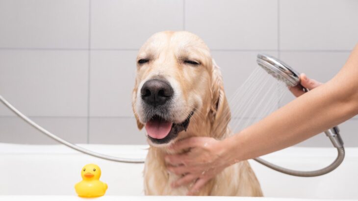 『シャワー好きな犬』が見せる行動3選　お風呂嫌いなワンコを克服させるための対策も(ブログ)