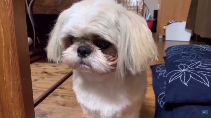 お風呂嫌いな犬に『お風呂入る？』と聞いた結果…弱すぎるパンチを繰り出す光景が11万再生「爆笑した」「面白い子ですね」の声(ブログ)