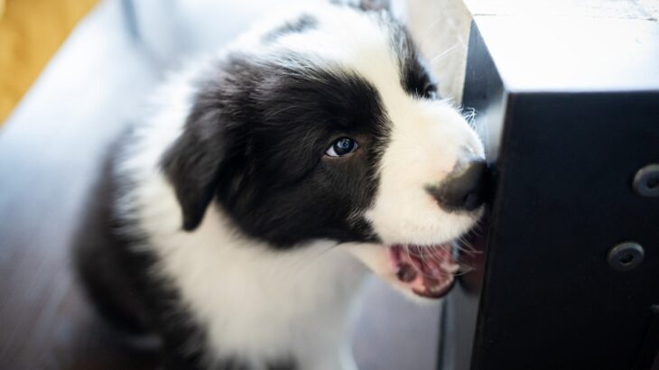 犬が家具を噛んでしまう理由4選　心理ごとに異なるやめさせ方とダメなしつけ方とは？(ブログ)
