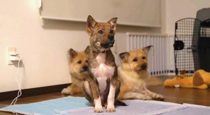 保護犬くん遂に永遠の家族として迎えられることが決定「感動！心が熱くなりました」「最高の報告ありがとう」(ブログ)