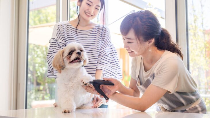 トリマー講師をやっていて見つけた！犬の扱いが上手な人の特徴(ブログ)