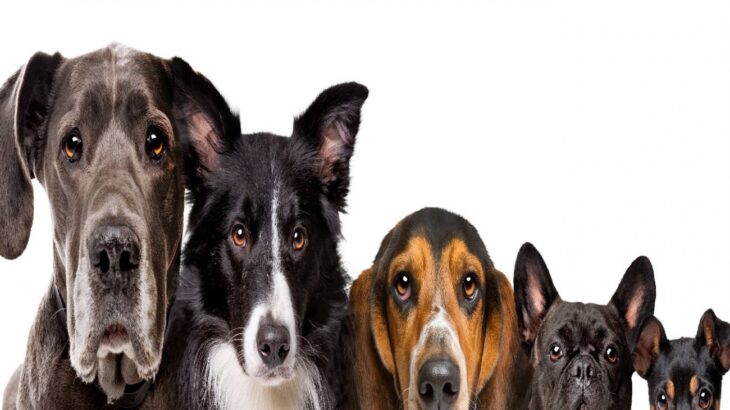 犬のサイズはさまざまな病気の履歴と関連しているという研究結果(ブログ)