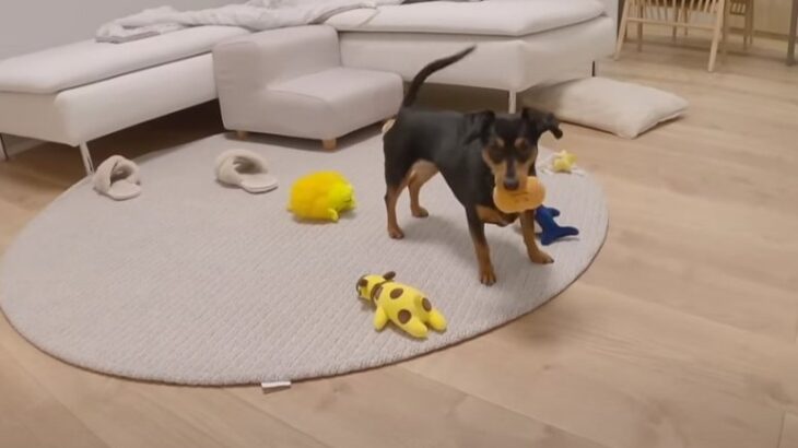 『お片付け』の重要さに気付いたワンコがまさかの行動に！　飼い主さんを驚かせたその結末に「賢い」称賛の声(ブログ)