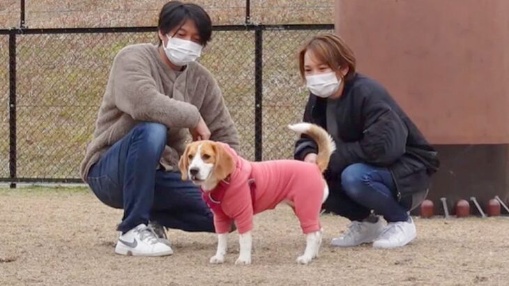 愛犬に『パパとママどっちが好きか』検証してみた結果…ほっこりする結末に1万7000再生の反響「笑顔にしてくれる」「草拾ってて草」(ブログ)