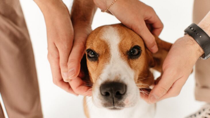 愛犬から嫌われる『撫で方』４選　ダメなスキンシップと喜ばれる触れ方とは？(ブログ)