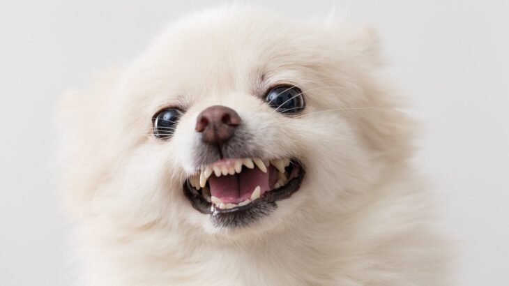 『怒りっぽい人』が飼っている犬の特徴4選　飼い主の性格は犬のどのような影響を及ぼす？(ブログ)