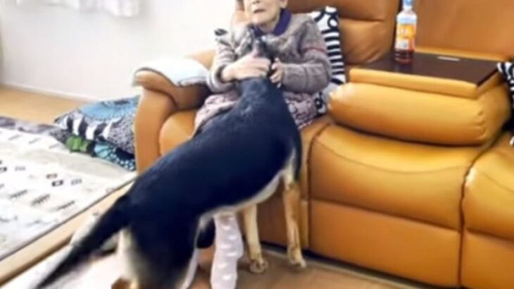 大型犬が95歳のおばあちゃんに会った結果…「本当に優しいね」「幸せをありがとう」喜びが爆発してしまう姿に22万人ほっこり(ブログ)