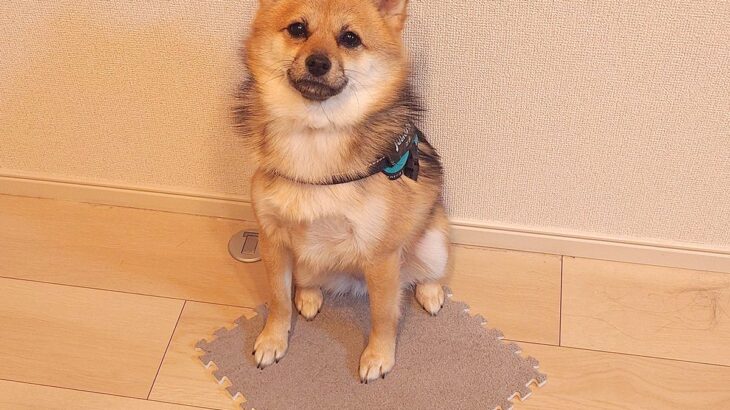 天才犬！？『おしりの冷え予防』にカーペットを剥がして持ち運ぶ姿に6万5000人感激「賢すぎる」「人間の発想で草」大絶賛の声(ブログ)