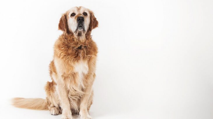 世界トップレベルの犬の加齢研究が存続の危機(ブログ)