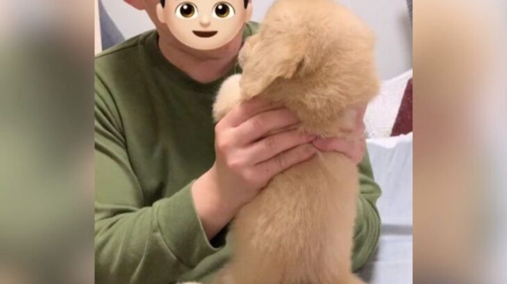 子犬が飼い主に叱られたら…『ぬいぐるみ感』が半端ない後ろ姿に1万4000いいね集まる「ふわふわ尊い」「なんだこの生き物」(ブログ)