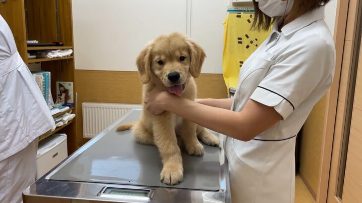 大型子犬を『初めての病院』に連れていったら…物怖じしない『大物感』が話題に　「エンジョイし過ぎw」「将来が楽しみ」と絶賛の声(ブログ)