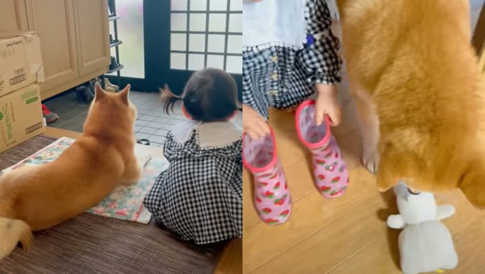 犬と女の子の関係性に癒される…88万再生された光景に「仲良しさんで尊い」「頼もしい兄上」とほっこりニヤつく人が続出(ブログ)