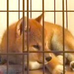 子犬が『はじめての留守番』にチャレンジした結果…「愛おしすぎる」「急いで帰るレベル」飼い主を呼ぶ切ない鳴き声にエール続々(ブログ)