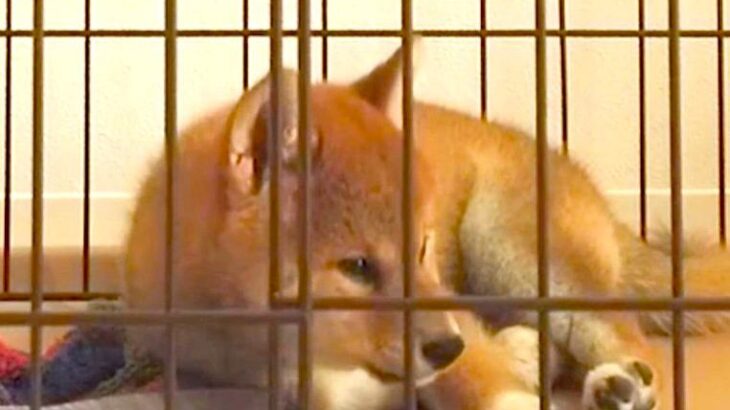 子犬が『はじめての留守番』にチャレンジした結果…「愛おしすぎる」「急いで帰るレベル」飼い主を呼ぶ切ない鳴き声にエール続々(ブログ)