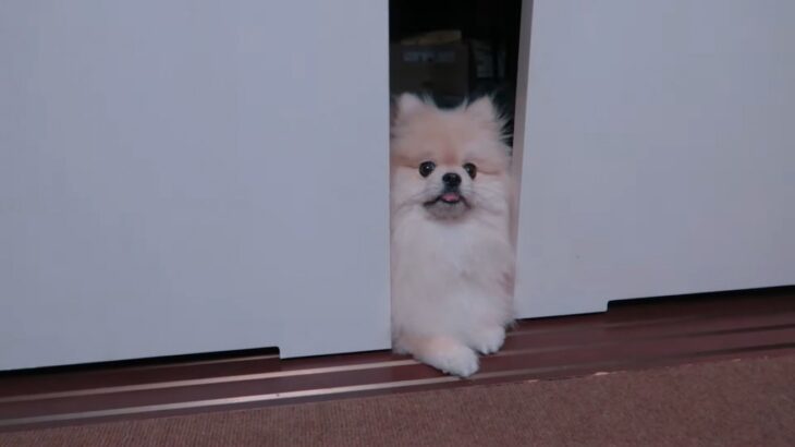 犬は自分の名前を理解している？検証の結果、賢くて食いしん坊だと証明される「しっかり聞き分けてますね」「おやつで来るんかーい！」(ブログ)