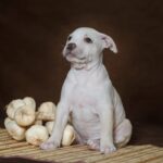 犬に食べさせてはいけない『野菜』5選　NGな理由や与えてしまった際にでる危険な症状とは？(ブログ)
