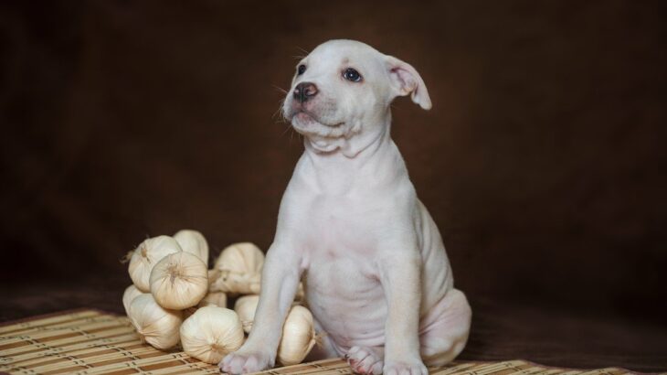 犬に食べさせてはいけない『野菜』5選　NGな理由や与えてしまった際にでる危険な症状とは？(ブログ)