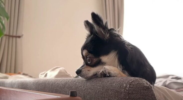 『あとでゆっくり遊んでね♪』忙しい飼い主を健気に待つチワワさん♡ひとり遊びをしながら様子を見守るチワワさんが「エライ」と話題に(ブログ)