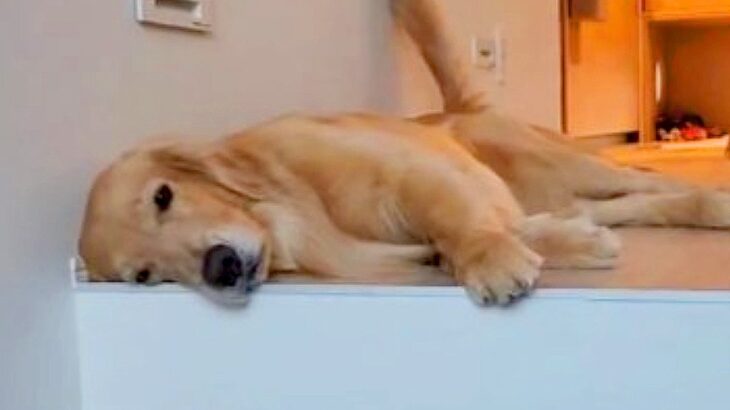 愛犬の出迎えが雑になり過ぎた結果…態度の格差に5万9000人が爆笑　「しっぽと表情の差に笑った」「うちも同じですｗ」共感の声(ブログ)