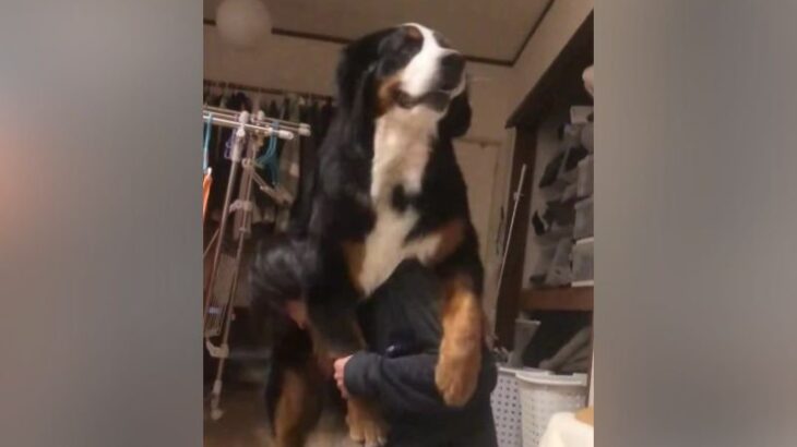『大型犬は落ち着きがあるって言ったの誰よ！！』激しすぎる愛情表現が142万再生を突破　「襲われてて笑った」「大迫力だ」(ブログ)