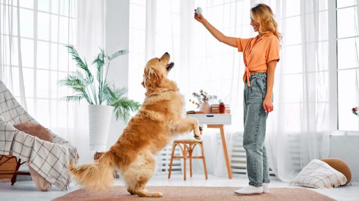 犬と安全に楽しめる『室内での遊び方』5選　いつもと違う方法で刺激を与えてみよう(ブログ)