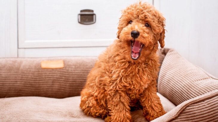 インターホンが鳴ると愛犬が吠える…理由は？3つの心理とやめさせるためにすべき対策(ブログ)