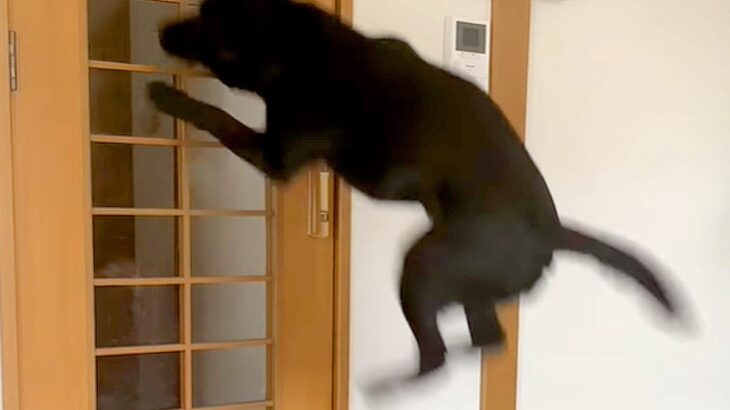 人が大好きな大型犬『来客時の反応』がものすごいと話題　喜びが頂点に達してしまう光景に4万8000再生の反響「驚きのジャンプ力」(ブログ)