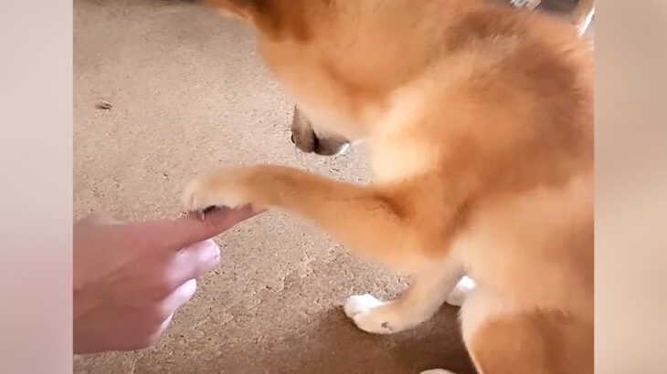 『これで…あってるよね…？』犬に伏せを指示した結果…混乱してかわいい行動をする光景に2万6000人悶絶「にぎにぎ可愛すぎ笑」(ブログ)
