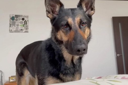 体調不良の家族を気遣う『大型犬の行動』が可愛すぎた…心配する姿に105万人大絶賛「健気やなぁ」「守ろうとしてる」の声(ブログ)