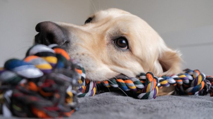 犬が『遊びに飽きたとき』のサイン３選　もう満足してる仕草や行動とは？(ブログ)