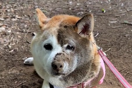 犬がゴロゴロ遊びした結果…『半分熊になってしまう』光景に3万6000人が爆笑「悲しい顔すんなよ、飼い主が1番悲しい」(ブログ)