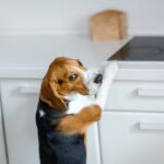 犬に絶対NGな『室内の場所』5選　入れてはいけないと言われる理由や超危険なトラブルとは(ブログ)