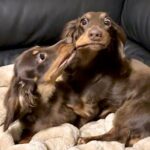 兄犬「妹が強すぎる！」ほっぺをびよ～んと伸ばされたわんこの困惑顔に2.8万いいね(ブログ)