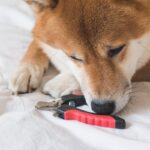 犬が苦しんでいる『爪切りの仕方』3選　暴れてケガをする危険性も…落ち着いてもらうためにすべきことは？(ブログ)