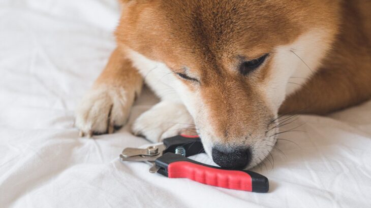 犬が苦しんでいる『爪切りの仕方』3選　暴れてケガをする危険性も…落ち着いてもらうためにすべきことは？(ブログ)