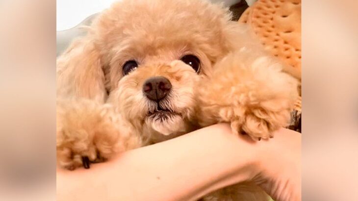 犬が得意技の『いないいないばあ』した結果…とんでもなく可愛い行動で157万再生「いるいるばあ」「めっちゃいる」と爆笑の声(ブログ)