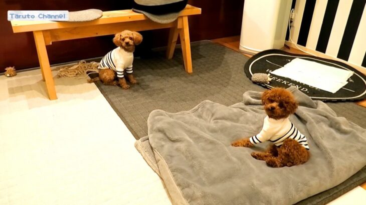 犬を『3時間だけ』お留守番させた結果…パパ・ママとの再会におおはしゃぎ「愛はここにあるんだなぁ」「喜びようが超可愛い」(ブログ)