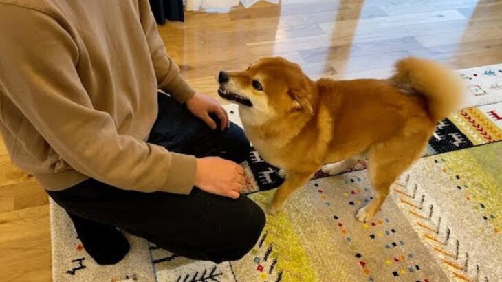 犬が散歩中、溝に落ちかけた結果…一生懸命『怖かったよ』と報告する姿に263万人が悶絶「人間みたい」「健気で愛おしい」と話題(ブログ)