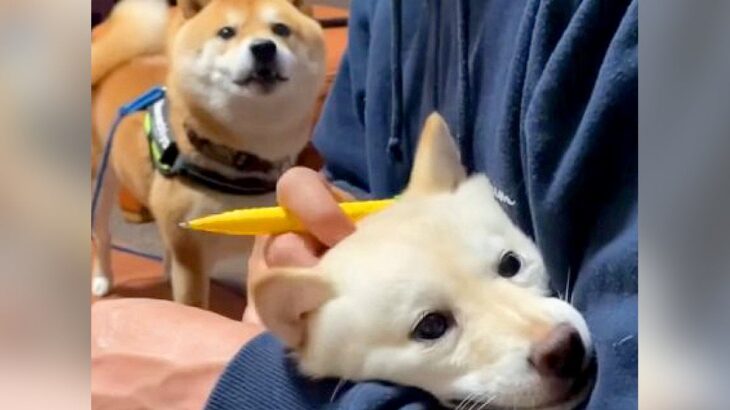犬が『家族の浮気現場』を見てしまった結果…切なすぎる光景に5万5000人が爆笑「本当に泣いてる？」「浮気相手のドヤ顔ｗ」(ブログ)