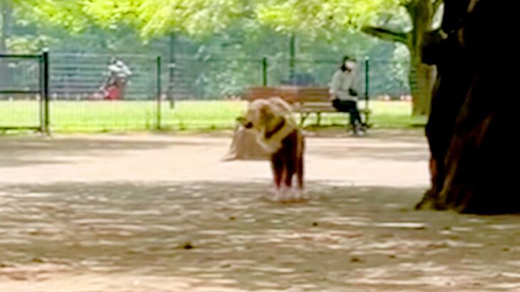 犬が『迷子』になってしまった時の行動…ドッグランで飼い主を見失った姿に胸打たれる「かわいすぎる」「キュンとした」33万再生を突破(ブログ)