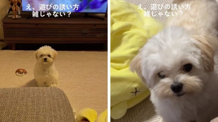 犬『主、遊ぶのか？どうなんだ』お誘いが雑すぎる小型犬　外見とのギャップに爆笑「遊べよ！って感じ」「キレてて可愛い」(ブログ)