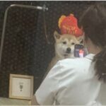 『こんな悲しそうな顔初めて見た…』お迎え先で見た犬の姿に3万3000いいね集まる「哀愁漂ってる」「温度差に笑った」と爆笑の嵐(ブログ)