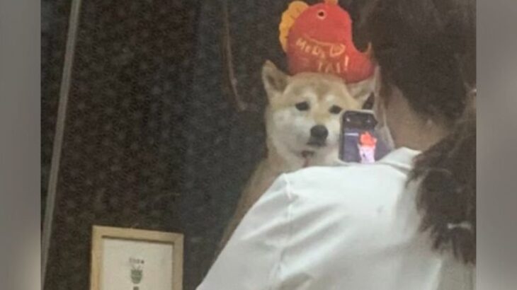 『こんな悲しそうな顔初めて見た…』お迎え先で見た犬の姿に3万3000いいね集まる「哀愁漂ってる」「温度差に笑った」と爆笑の嵐(ブログ)