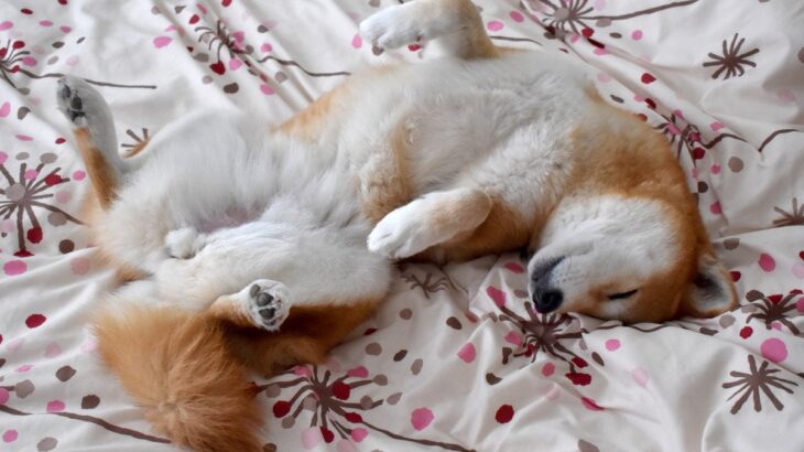 犬をリラックスさせるリラックスポジションとは？手段と結果を間違えたら犬を苦しめることになる(ブログ)