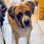 『禁断のベッド』で寝てしまった大型犬…懲りない態度がかわいくて憎めないと25万人爆笑　「逃走からの不貞寝で笑ったｗ」(ブログ)