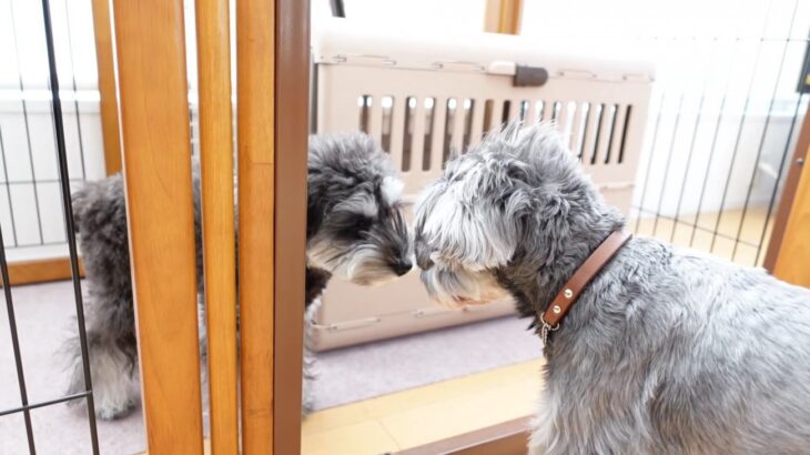 犬が『実家の犬』と初めて会ったら…微笑ましい反応で8万1000再生を記録「すぐにお友達になれそう」「全てが可愛い」の声(ブログ)