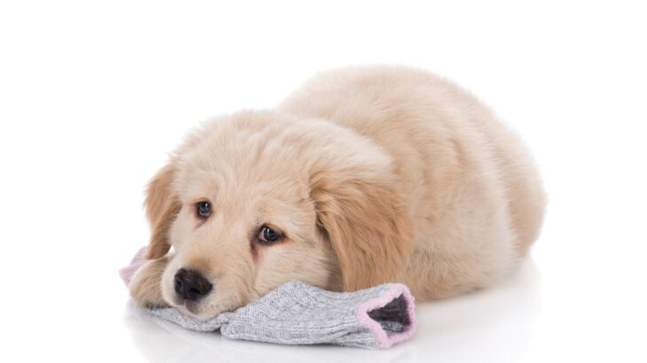 愛犬が『靴下』を離してくれない…！返してもらう４つの方法とやるべきではないこと(ブログ)