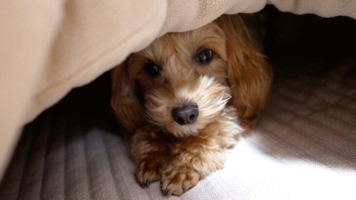 愛犬を冬にお留守番させる時にしてはいけない『防寒対策』3つ！　理解すべきリスクと必要な対策とは(ブログ)